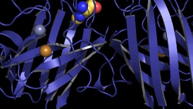 Metal binding proteins will help to learn about the first stages of evolution