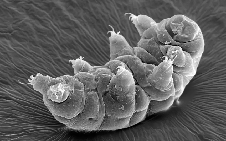 Microorganisms tardigrades will become the first interstellar travelers of planet Earth 1