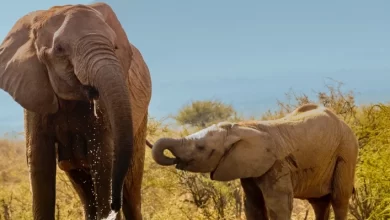 More and more elephants are being born without tusks A geneticist explains why 1