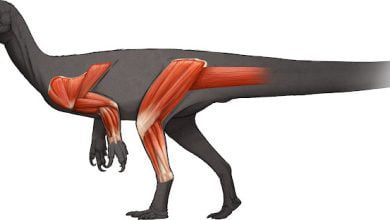 Muscular Study Provides New Information About How The Largest Dinosaurs Moved And Evolved