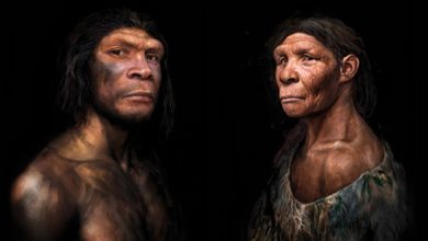 Neanderthals At The Natural History Museum Of Denmark Copenhagen 1