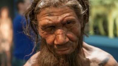 Neanderthals are responsible for intestinal and vascular diseases