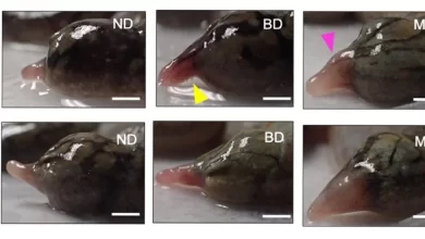 New Treatment Helps Frogs Regenerate Limbs With Functioning Nerves in Just 18 Months