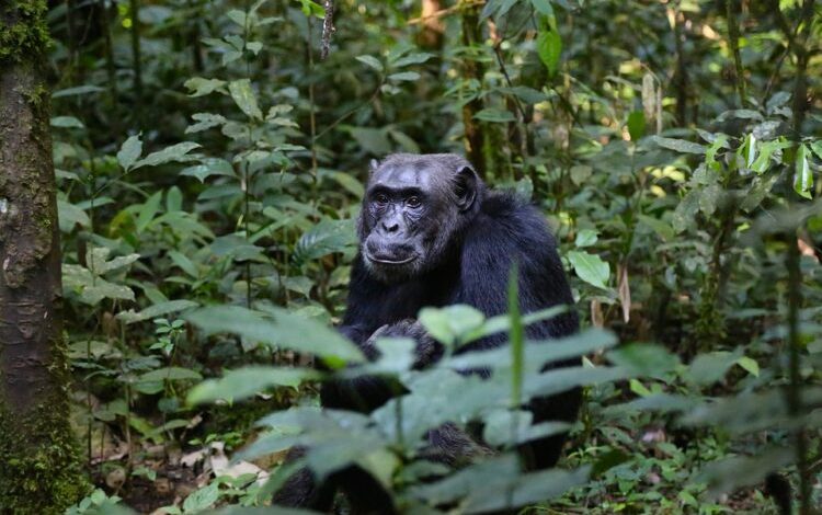 New features of chimpanzee learning discovered