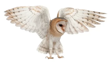 Owl inspired technology may be key to reducing noise pollution