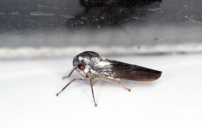 Previously unknown ultra rare species of leafhoppers found in Uganda