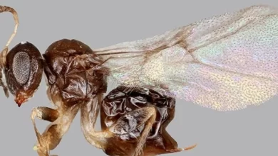 Scientists Spent 4 Years Identifying a New Wasp That Only Leaves Its Home For 2 Days 1