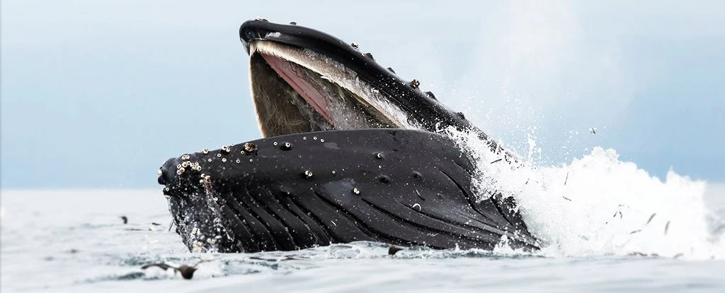 Scientists discover why whales dont drown when they swallow krill 1