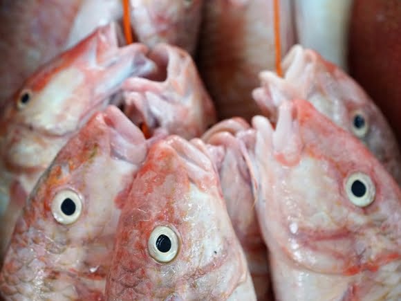 Scientists have found fish that can speak