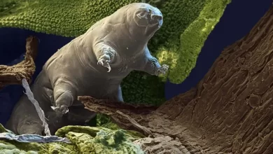 Scientists plan to send tardigrades to Proxima Centauri
