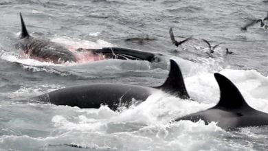Scientists told about the hunting of killer whales for blue whales 1
