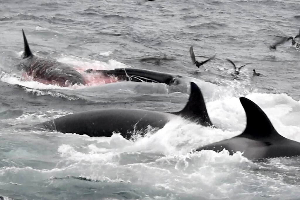 Scientists told about the hunting of killer whales for blue whales 1
