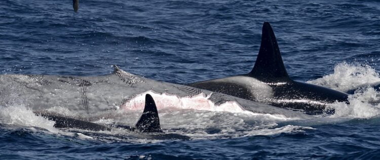 Scientists told about the hunting of killer whales for blue whales 2