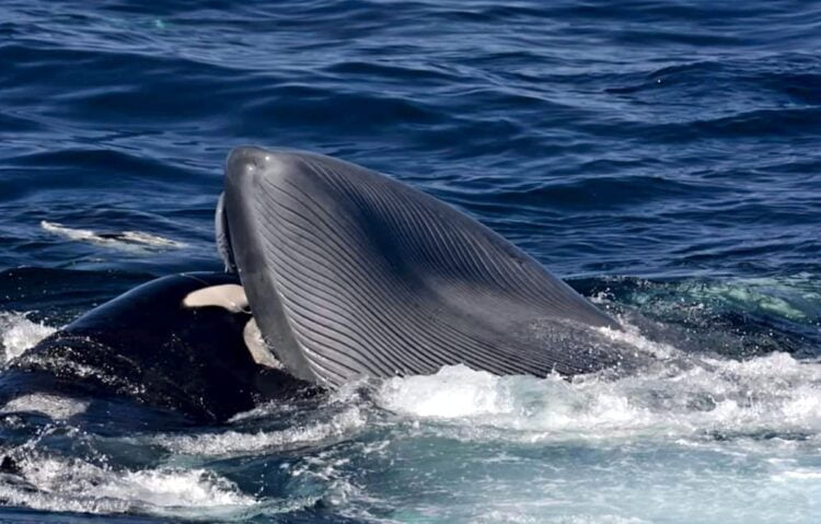 Scientists told about the hunting of killer whales for blue whales 3