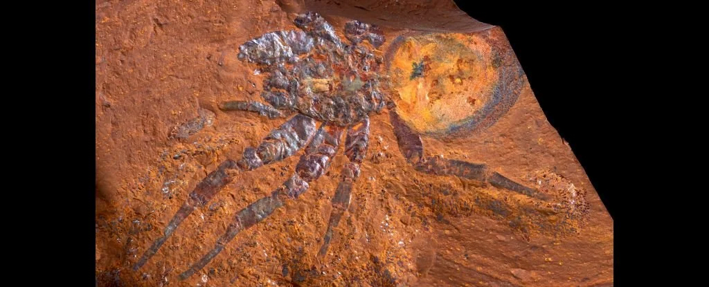 Striking Miocene fossils unearthed in Australia 1