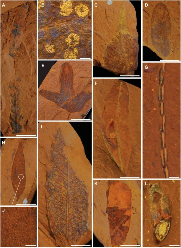 Striking Miocene fossils unearthed in Australia 2