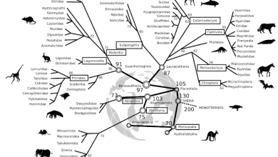 Study Offers New Insights Into The Timeline Of Mammal Evolution