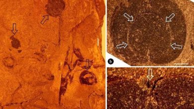 Study Reveals The Earliest Record Of Angiosperms In North America 1