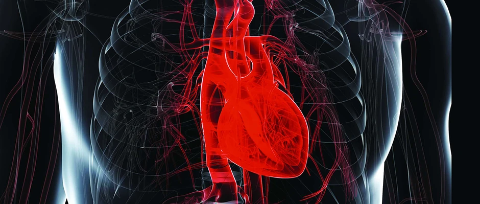 Surprising science of why your heart doesnt tire like other muscles