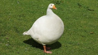 Unusual goose made the netizens laugh