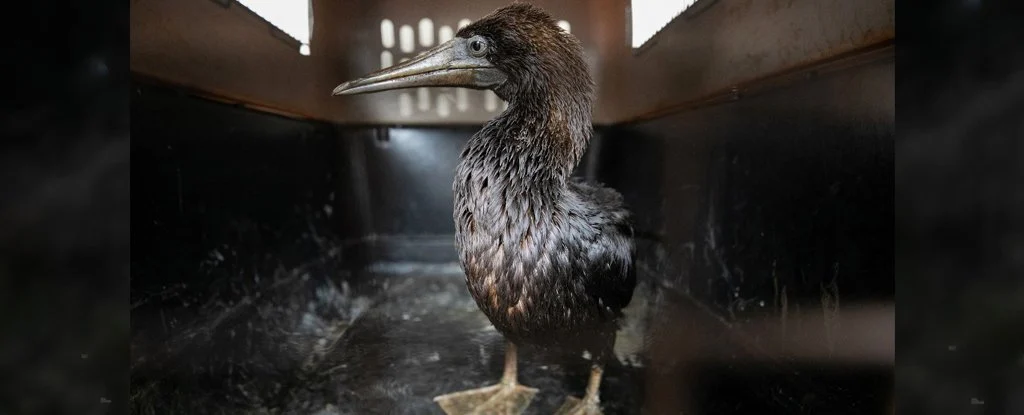Vets Race to Save Endangered Birds Caught in Oil Spill Off The Coast of Peru 1