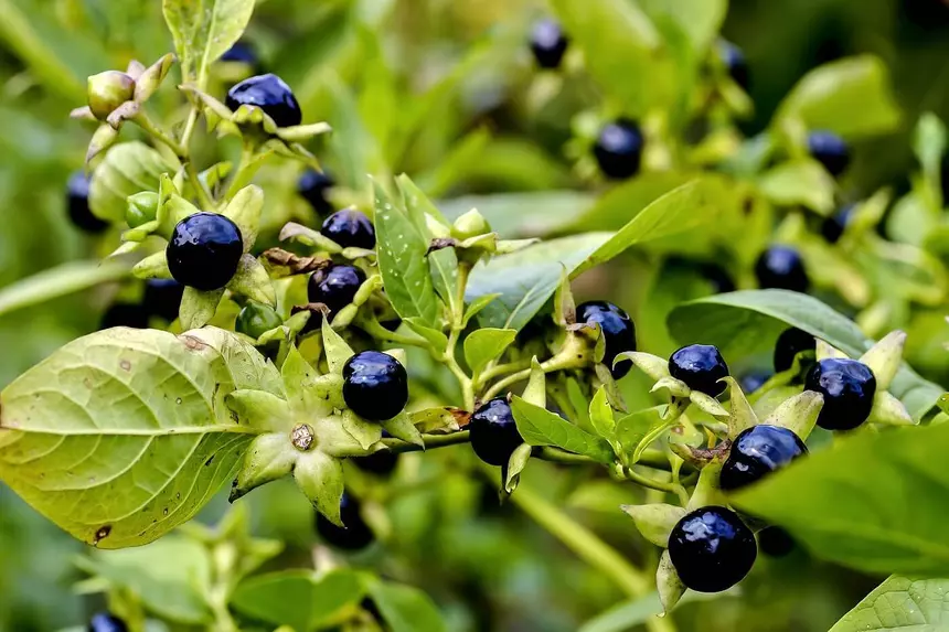 What poisonous plant is good for human health 1