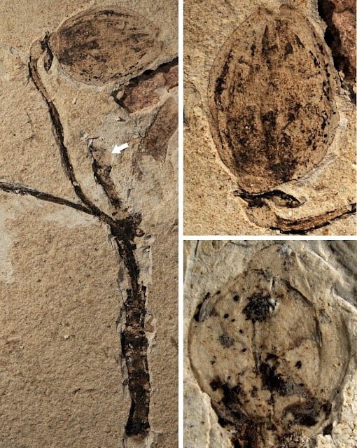 Worlds Earliest Fossil Record Of Flower Buds Discovered
