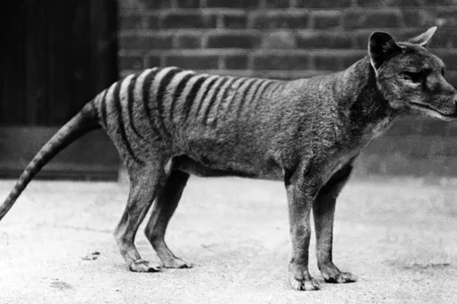 10 Animals Exterminated by Man in the Last 150 Years 1