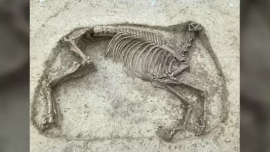 1400 year old remains of headless horse and rider discovered in Germany 1