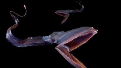 60 percent of deep sea creatures are unknown to science