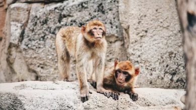 A devastating hurricane caused the monkeys to age faster All because of stress