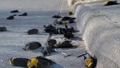 A flock of birds suddenly drop dead in Mexico VIDEO