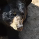 A giant bear named Hank broke into the homes of residents of a California town for six months 1