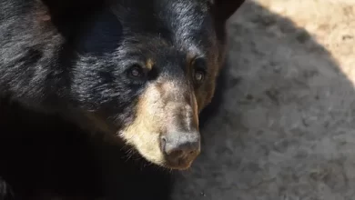 A giant bear named Hank broke into the homes of residents of a California town for six months 1