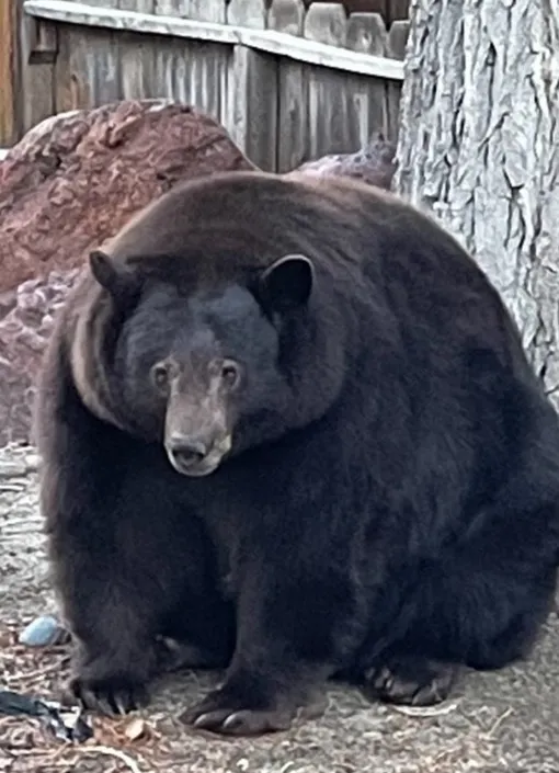 A giant bear named Hank broke into the homes of residents of a California town for six months 2