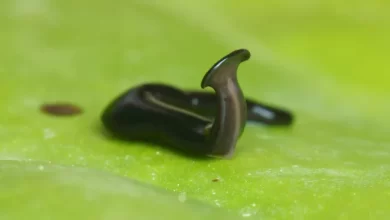 Alien hammerhead flatworm named after pandemic