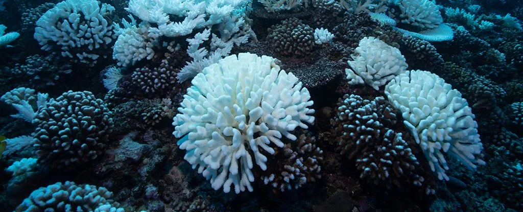 Almost No Coral Reefs in The World Will Be Safe at 1 5°C Warming Scientists Warn 1