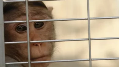 Animal rights activists accused Elon Musks Neuralink of cruelty to experimental monkeys