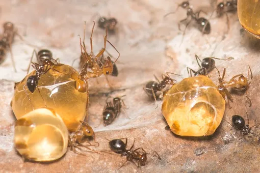 Are ants capable of making honey and how is this possible