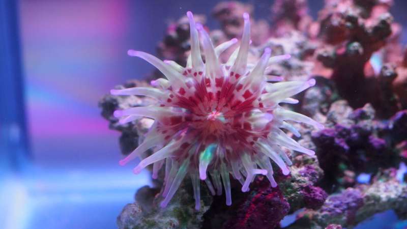Australian sea anemone venom may lead to life saving drugs