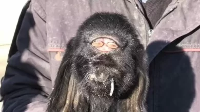 Baby goat born in Turkey with two eyes on forehead