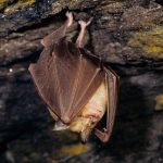 Bat coronaviruses infectious for humans found in northern Laos