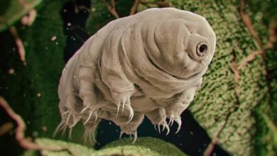 Can tardigrades have an extraterrestrial origin 1