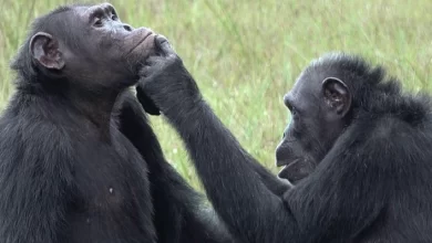 Chimpanzees seen treating one anothers wound using ‘medicinal insects