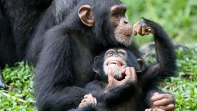 Chimpanzees use insects to heal their wounds