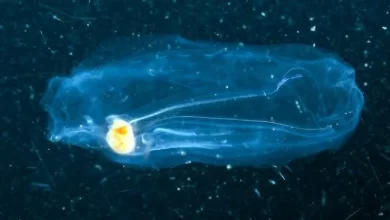 DNA Shed by Deep Sea Organisms Reveals a Dark Abyss Teeming With Tiny Life Forms