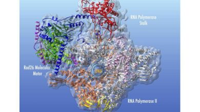 Decoding the role of CSB protein in DNA repair