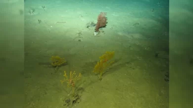 Deep seafloor is filled with entire branches of life yet to be discovered