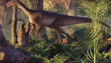 Dinosaur found in Brazil may be missing link in brontosaurus evolution 1