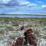 Frozen swamps can become a source of large methane emissions 1